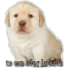 Perrito 16