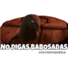 NO DIGAS BABOSADAS
SOYCHOOQOMILO