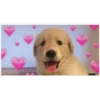 Perritos Con Corazones 14