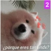 2
PR
amame.xfi
¿porque eres tan lindx?