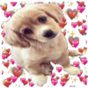 Puppies de ♡♡♡ 9