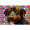 Perritos Con Corazones 17