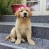 Perritos Con Corazones 18