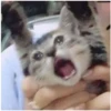 AAAAAAHHH CATS 6
