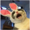AAAAAAHHH CATS 7