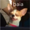 baia