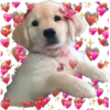 Puppies de ♡♡♡ 11