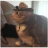 AAAAAAHHH CATS 8