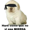 Perrito 19
