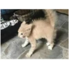 AAAAAAHHH CATS 9