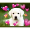 Perritos Con Corazones 20