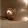AAAAAAHHH CATS 10