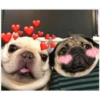 Perritos Con Corazones 21