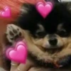 Perritos Con Corazones 23