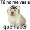 Perrito 22