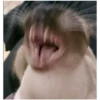 AAAAAAHHH CATS 11