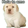 Perrito 23