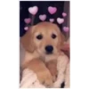 Perritos Con Corazones 26