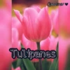 Tulipanes