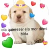 Perrito 24