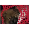 Perritos Con Corazones 29