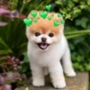 Perritos Con Corazones 30