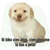 Perrito 26