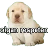 Perrito 29