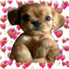 Puppies de ♡♡♡ 13
