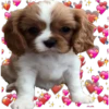 ✦