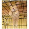 Gatitos haciendo cosas 6