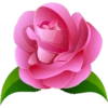 Rosas 5