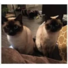 Gatitos haciendo cosas 8