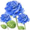 Rosas 6
