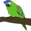 Periquitos (aves) 6