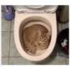 Gatitos haciendo cosas 10