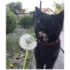 Gatitos haciendo cosas 11