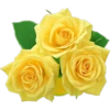 Rosas 7