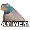 AY WEY