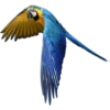 Periquitos (aves) 9