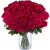 Rosas 8