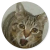 Gatos loucos 8