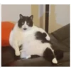 Gatitos haciendo cosas 12