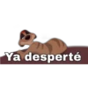 Ya desperté