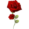 Rosas 10