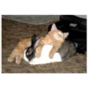 Gatitos haciendo cosas 17