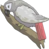 Periquitos (aves) 11