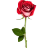 Rosas 12