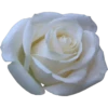 Rosas 13