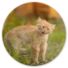 Gatos loucos 10